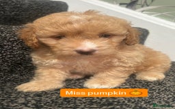 Cockapoo dogs for sale: Stunning toy cockapoo puppies  - Image 21