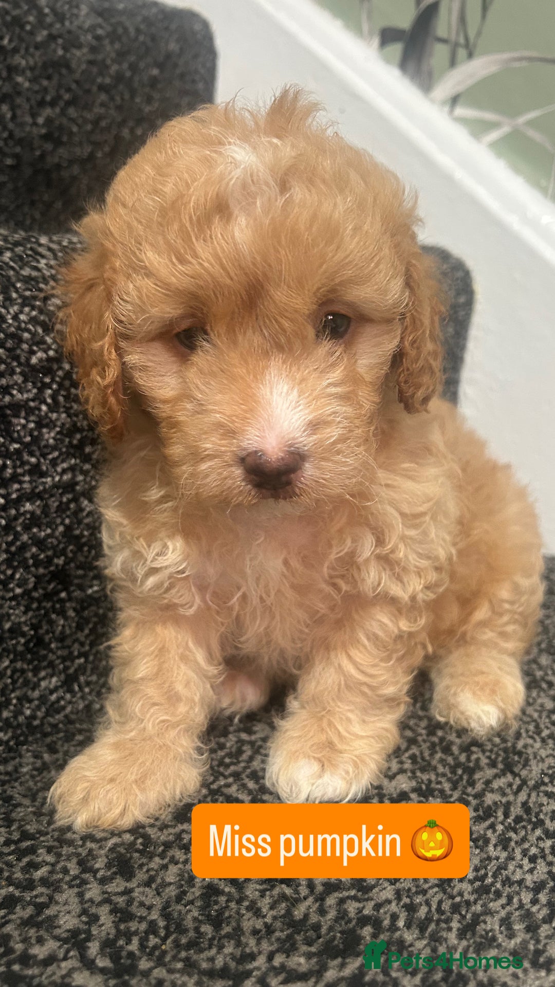 Cockapoo dogs for sale: Stunning toy cockapoo puppies  - Image 21