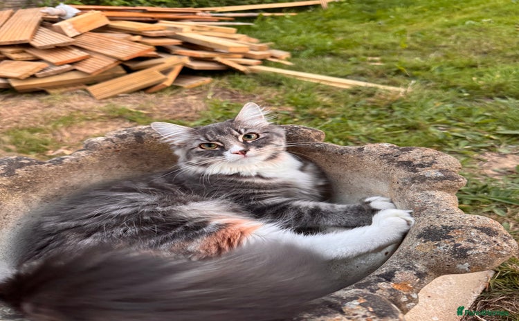 British Longhair cats - Advert 11