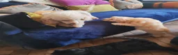 Schnoodle dogs for sale: Stunning Schnoodles - Advert 12