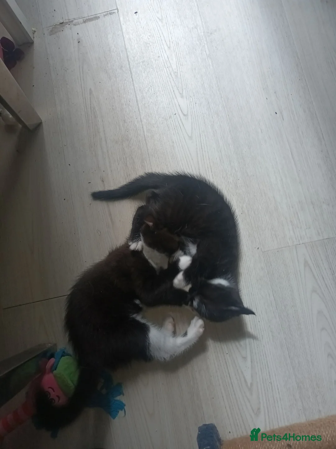 Mixed Breed cats for sale: Kitten's  in Stockport - Advert 2