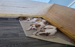 Lurcher dogs for sale: Lurcher pups looking for their forever 🏡 - Image 2