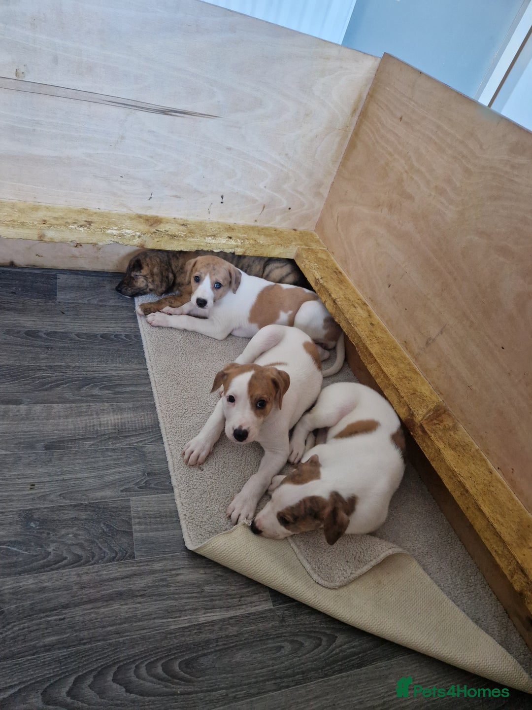 Lurcher dogs for sale: Lurcher pups looking for their forever 🏡 - Image 2