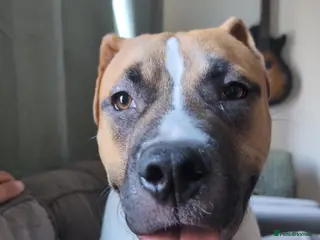 Mixed Breed dogs Theo. - Advert 2
