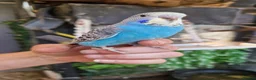 Budgerigars birds for sale: 4 blue chicks and 1 adult male  - Advert 5