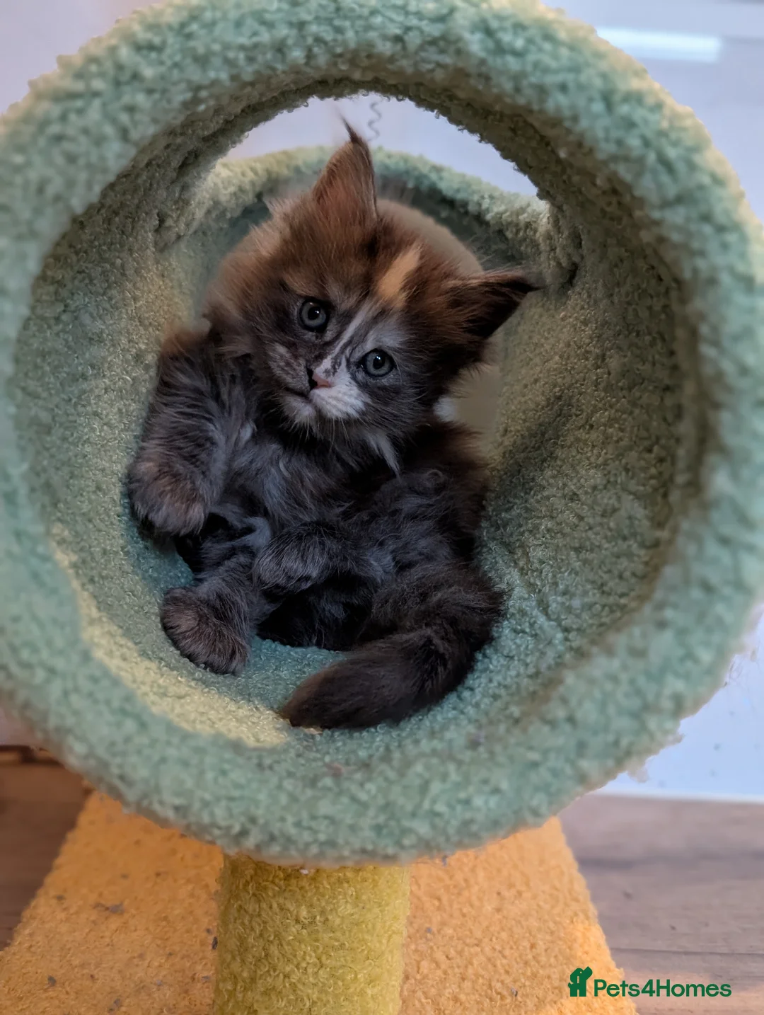 Maine Coon cats for sale: Stunning Tica pedigree kittens - Advert 19