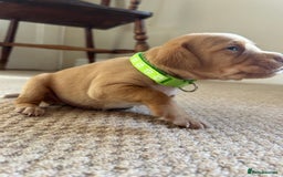 Cocker Spaniel dogs for sale: Working Cocker Spaniel Puppies  - Image 14