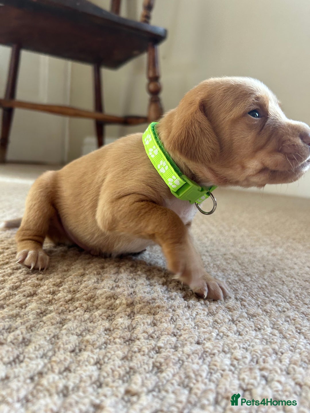 Cocker Spaniel dogs for sale: Working Cocker Spaniel Puppies  - Image 14