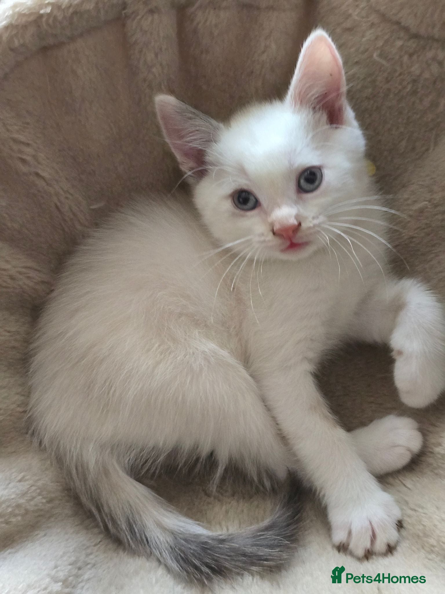 Mixed Breed cats Ragdoll X kittens Ready Now  - Advert 4