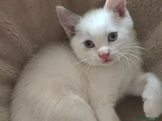 Mixed Breed cats Ragdoll X kittens Ready Now - Advert 4