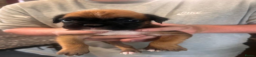 Boxer Puppy 3