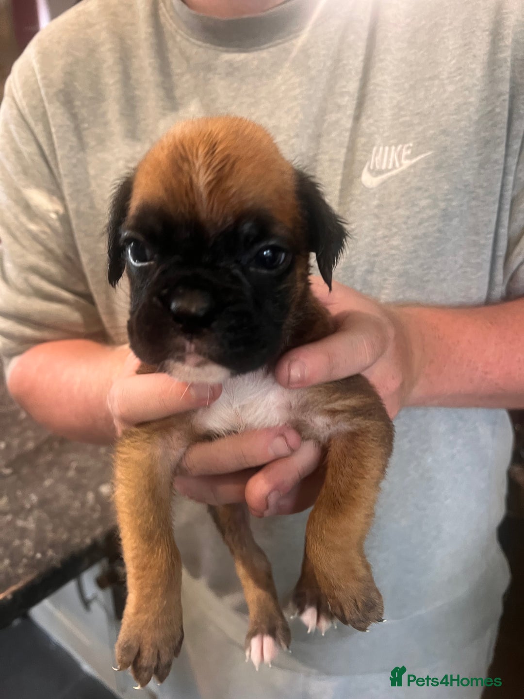 Boxer dogs for sale: Gorgeous litter of tailed and bob tailed boxers  - Image 9