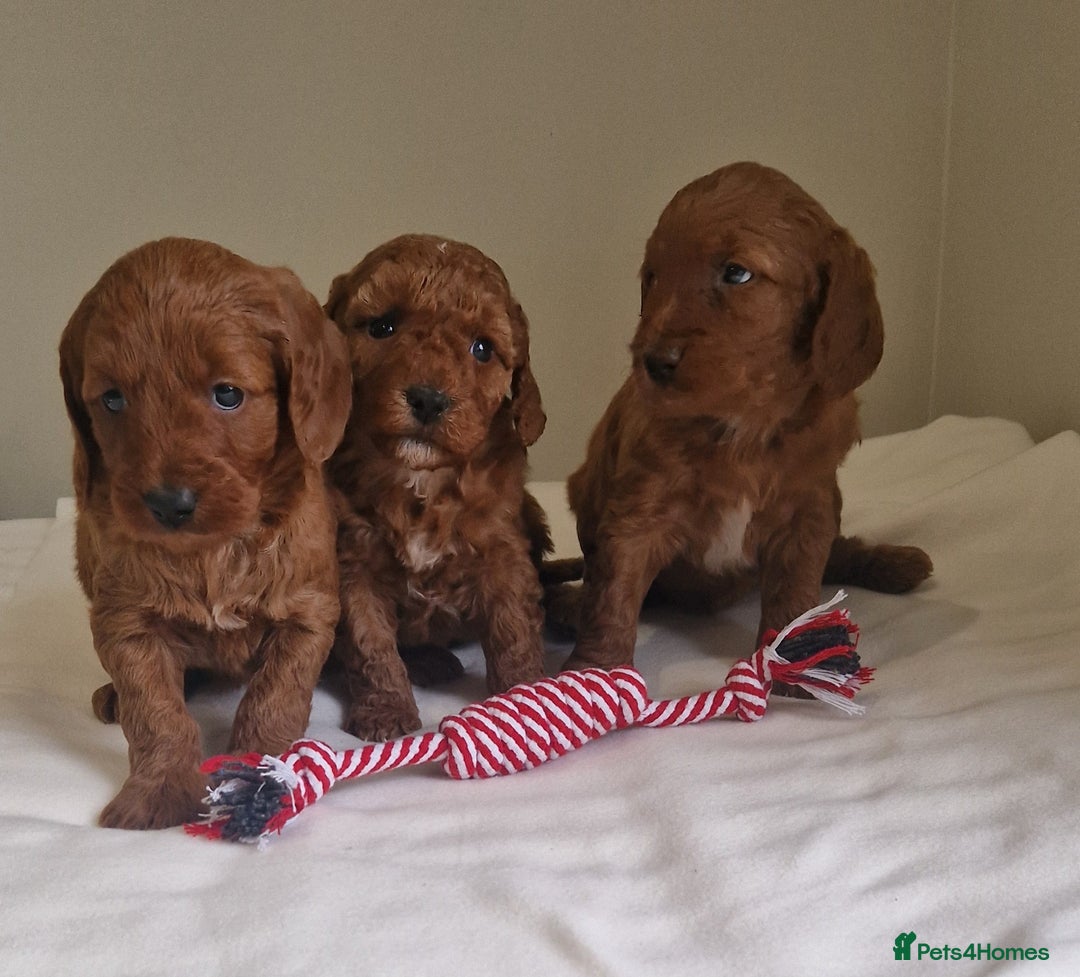 Cockapoo dogs for sale: Beautiful Cockapoo Puppies  - Image 5