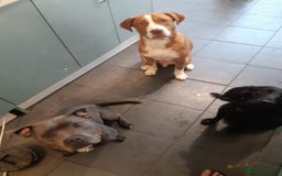 Mixed Breed dogs for sale: Dogue De Bordeaux X. House & Bsc obedience trained - Image 4