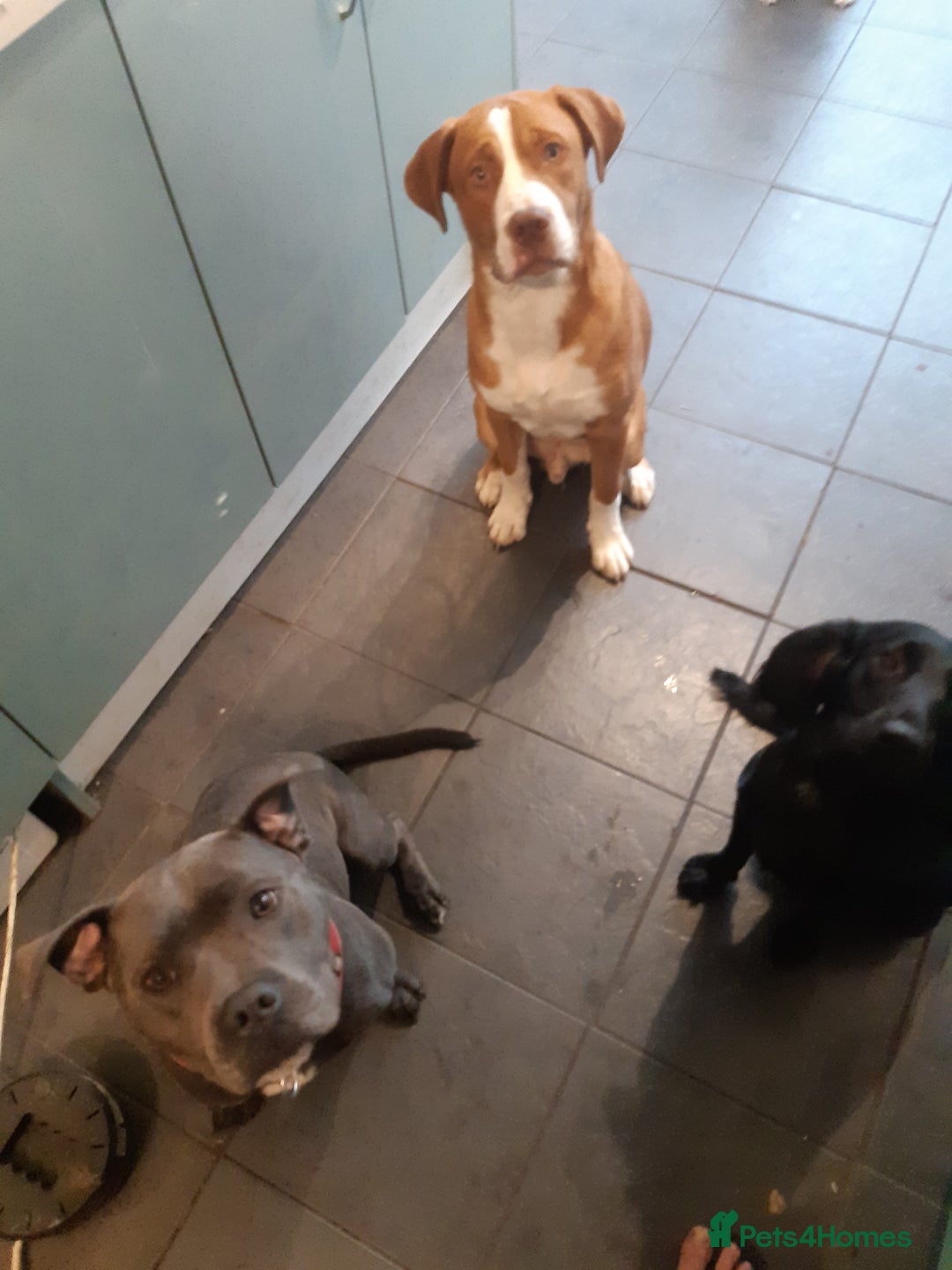 Mixed Breed dogs for sale: Dogue De Bordeaux X. House & Bsc obedience trained - Image 4