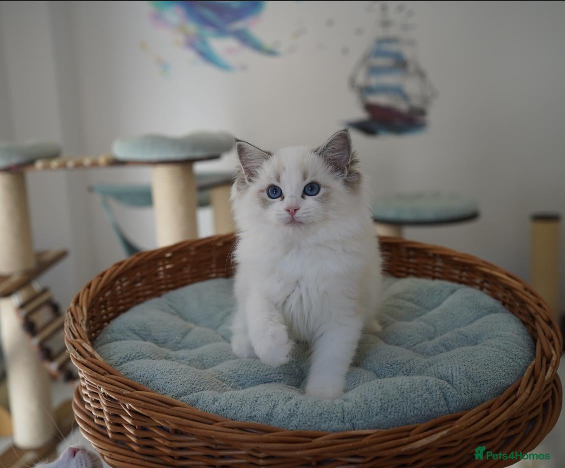Ragdoll cats TICA register kittens - Advert 1