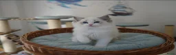 Ragdoll cats for sale: TICA register kittens - Advert 1