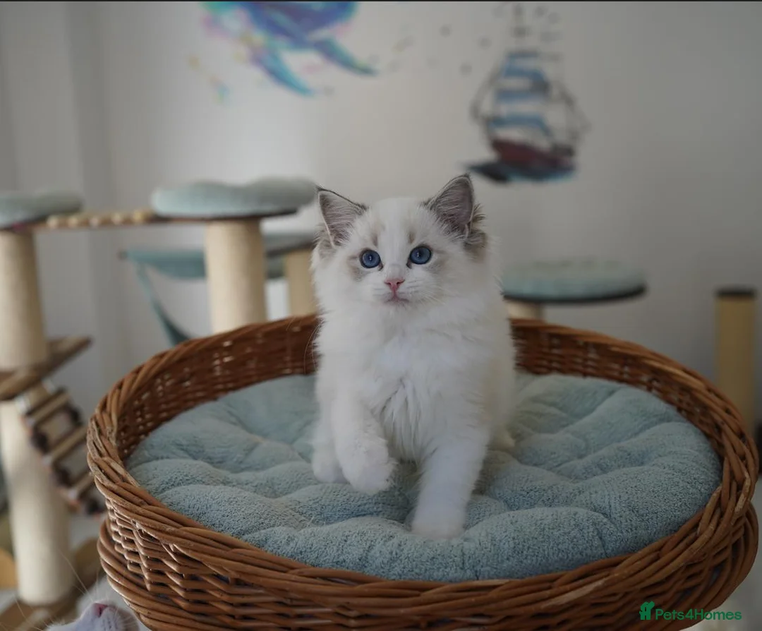Ragdoll cats for sale: TICA register kittens - Advert 1