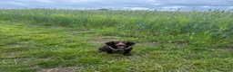 Cocker Spaniel dogs for sale: Female cocker spaniel - Advert 5
