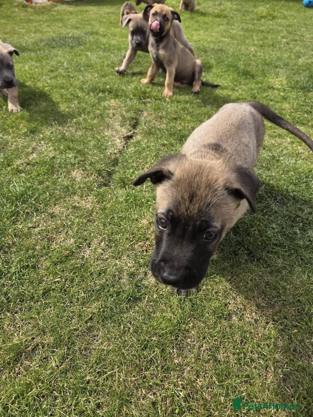 Mixed Breed dogs for sale: German shepard cross - Image 11