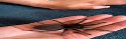 Spiders invertebrates for sale: Tarantula  in Haywards Heath - Advert 2
