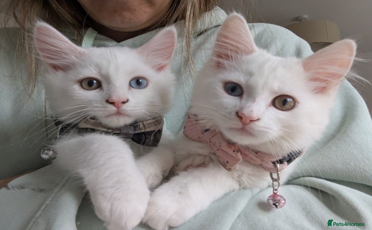 Mixed Breed cats - Advert 1
