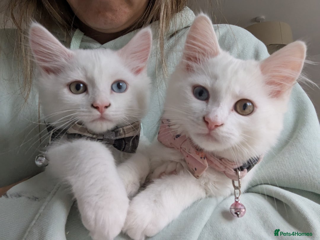 Mixed Breed cats for sale: x2 Fluffy white kittens - Image 1
