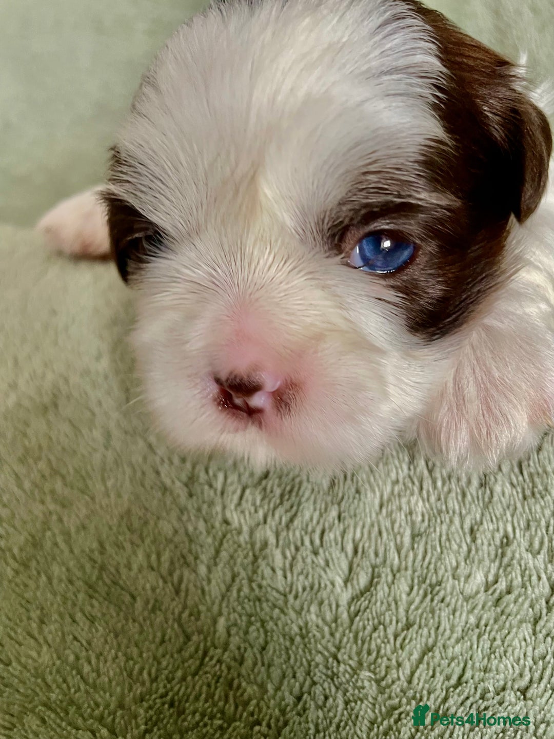 Shih Tzu dogs for sale: Adorable Imperial Shih Tzu Puppies - Image 8