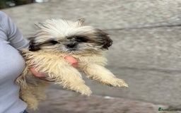 Shih Tzu dogs for sale: Fluffy little Shih tzu pups - Image 1