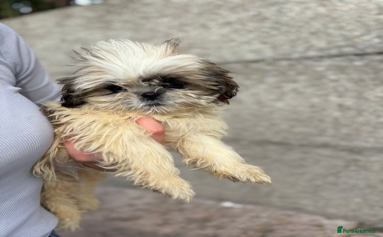 Shih Tzu dogs - Advert 3