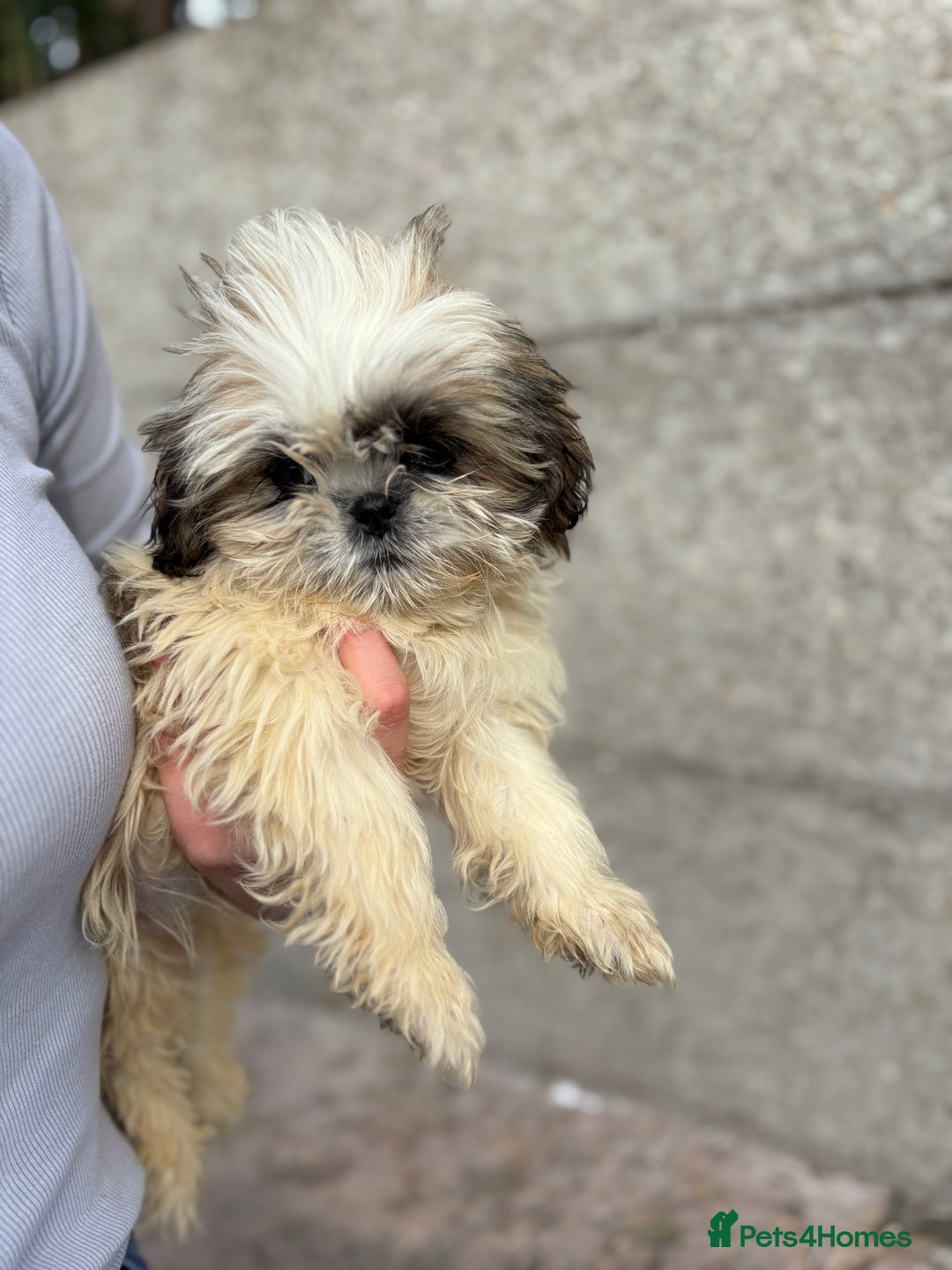 Shih Tzu dogs for sale: Fluffy little Shih tzu pups - Image 1