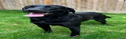Labrador Retriever dogs for sale: Labrador Retriever Puppies🐶🐾 - Advert 7