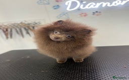Pomeranian dogs for sale: Lilac girl - Advert 4