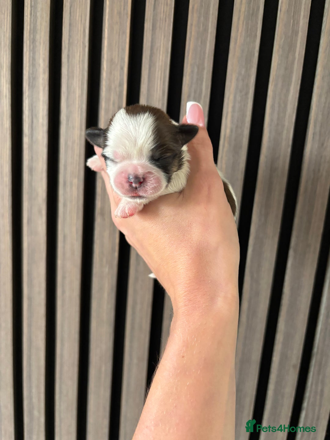 Shih Tzu dogs for sale: Imperial shihtzu - Image 6