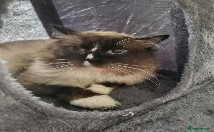 Ragdoll cats - Advert 4