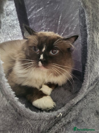 Ragdoll cats - Advert 4