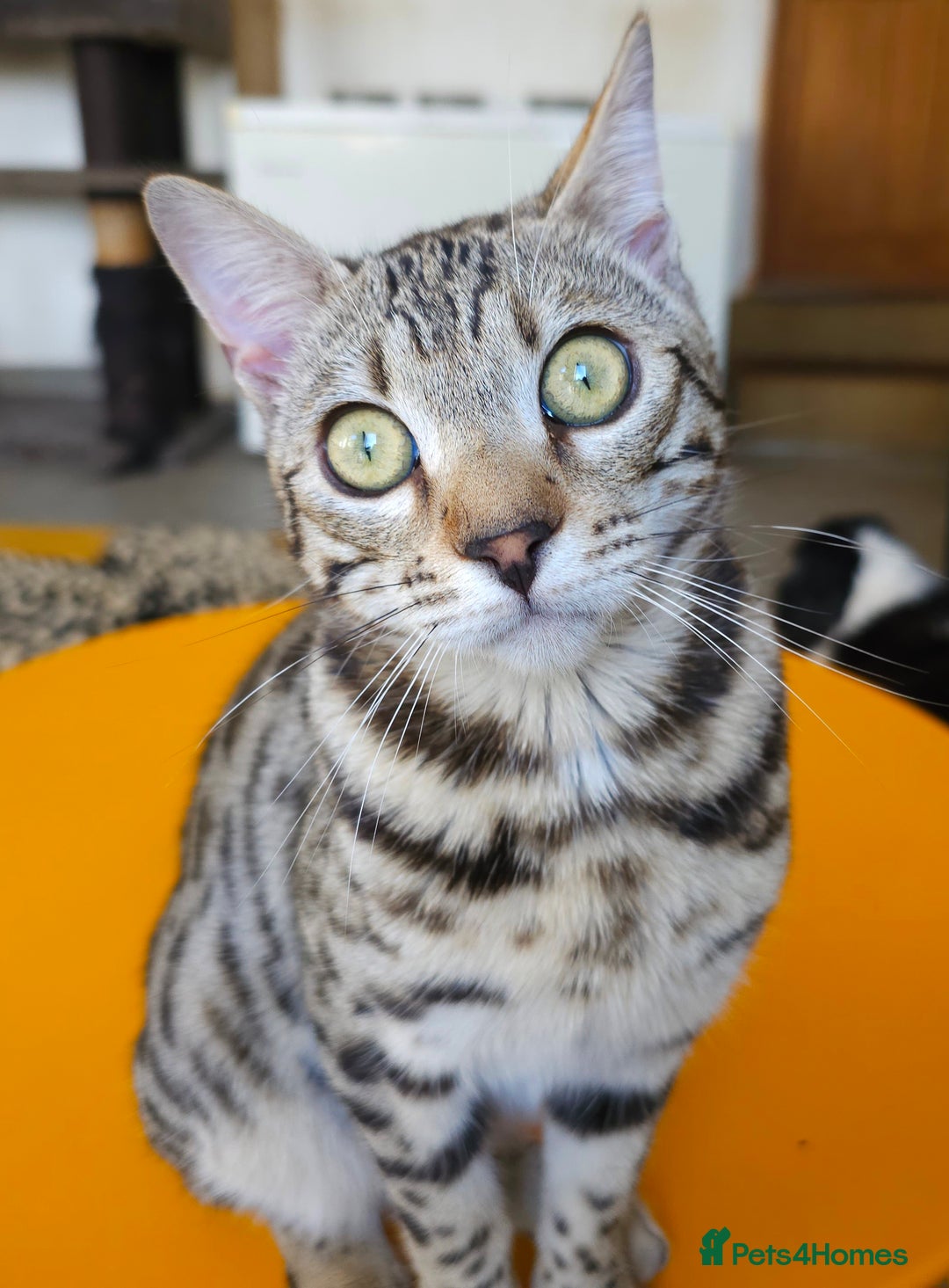 Bengal cats for sale: Gorgeous Brown Rosetted Boy Available  - Advert 6