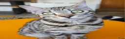 Bengal cats for sale: Gorgeous Brown Rosetted Boy Available  - Advert 6