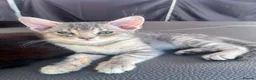 British Shorthair cats for sale: Beautiful British Shorthair Kitten  - Advert 1
