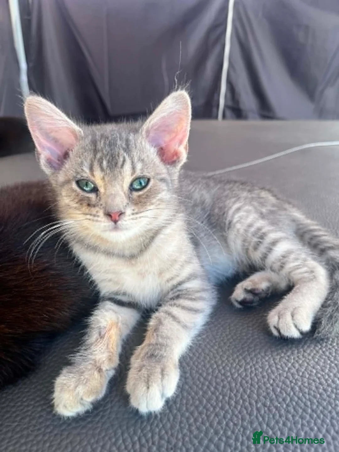 British Shorthair cats for sale: Beautiful British Shorthair Kitten  - Advert 1