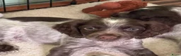 Cocker Spaniel dogs for sale: Remaining Male Cocker Spaniel Pups in Ullapool - Advert 11