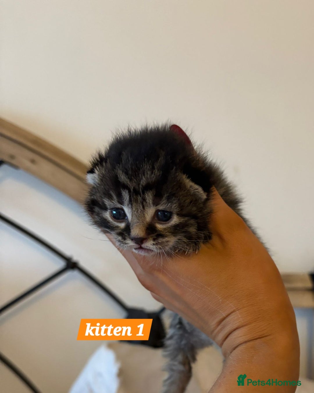 Scottish Fold cats for sale: Stunning Smoky Grey Kittens - Advert 7