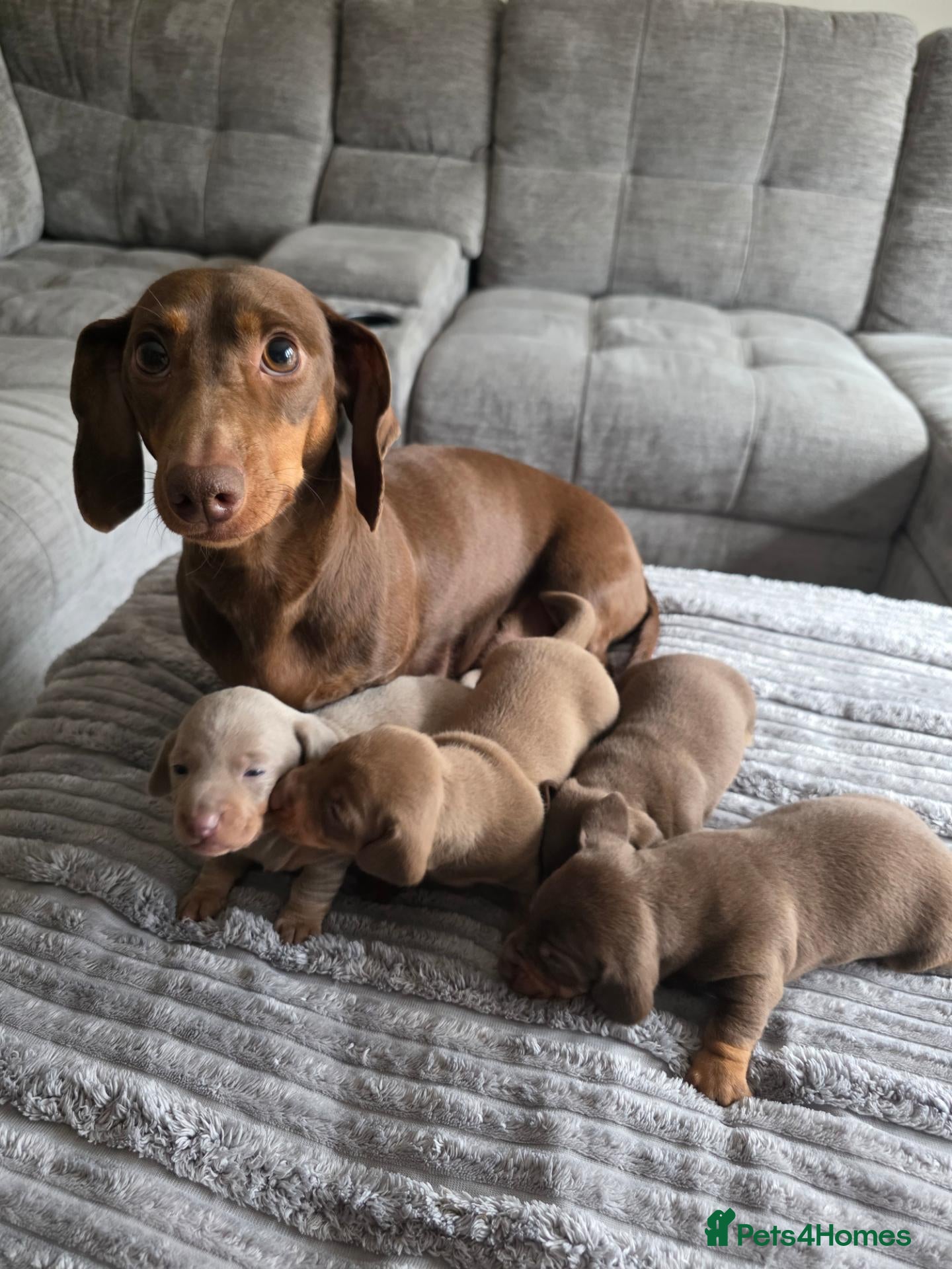 Miniature Dachshund dogs for sale: KC REGISTERED Minature dachshund puppies - Advert 1