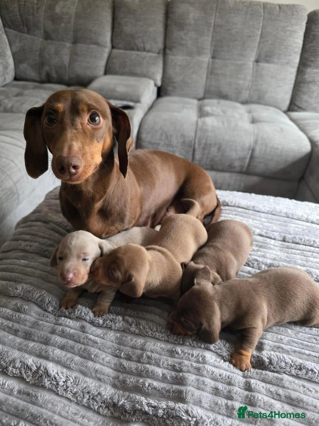 Miniature Dachshund dogs for sale: KC REGISTERED Minature dachshund puppies - Advert 1