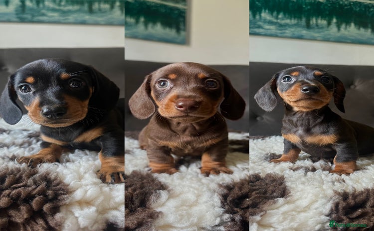 Miniature Dachshund dogs - Advert 8