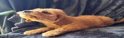 Mini Goldendoodle dogs for sale: Health-Tested Family Happy Sociable Goldendoodles - Advert 33