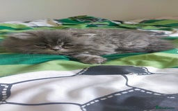 Persian cats for sale: Persian kittens  - Image 9