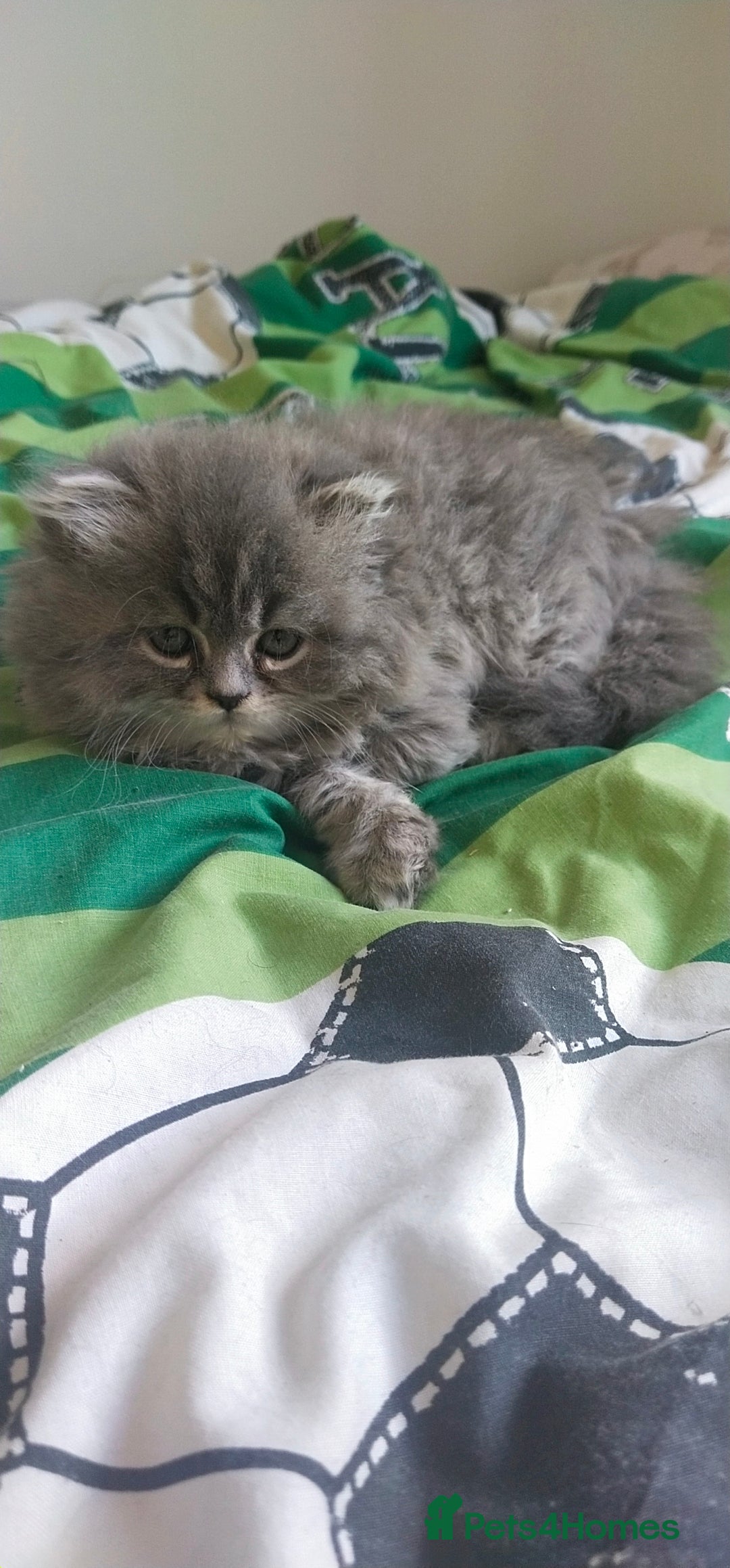 Persian cats for sale: Persian kittens  - Image 9