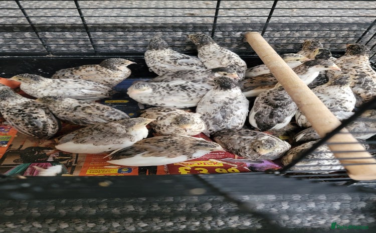Quail poultry - Advert 1