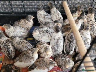 Quail poultry - Advert 20